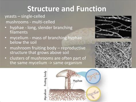 Parts Of Fungi And Their Functions Brwth