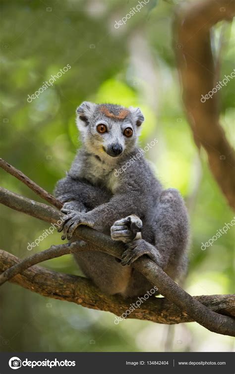 Crowned Lemur Ankarana National Park — Stock Photo © Artush 134842404