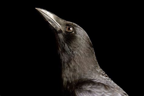 Why Ravens And Crows Are Earths Smartest Birds — National Geographic Crow American Crow Birds