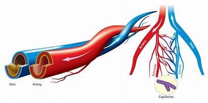 Vein Artery Veins Clipart Vector Illustration Arteries