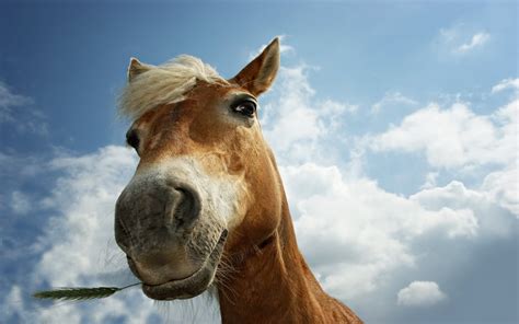 50 Very Funny Horse Face Pictures And Images