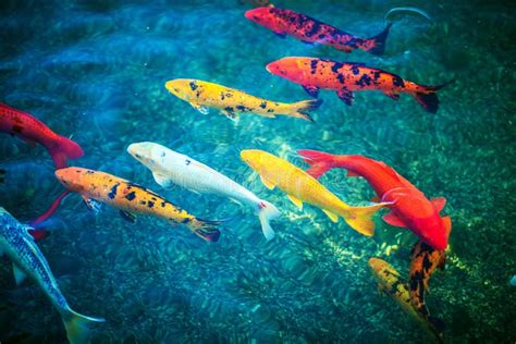Colorful Koi Fishes Stock Image Image Of Japanese Animal 49858327