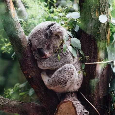 8 Of The Most Adorable Tree Dwelling Animals On Earth The Environmentor