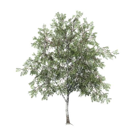Paper Birch Tree