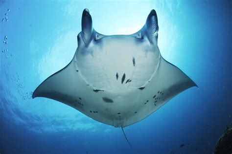 Manta Magnificence Save Our Seas Foundation
