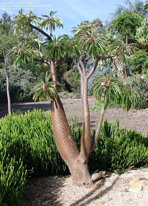 Plantfiles Picture 78 Of Madagascar Palm Pachypodium Lamerei