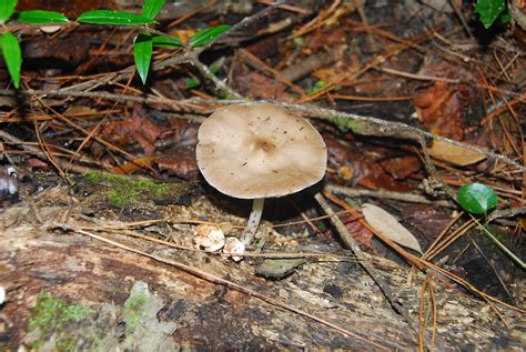 Sierra Club North Florida Wild Mushroom Hike Katesfishcamp Flickr