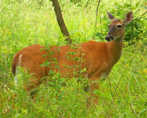 100 Free Whitetail Deer And Deer Images Pixabay