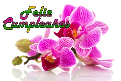 Banco De ImÁgenes Gratis Feliz Cumpleaños Con Rosas Y Orquídeas
