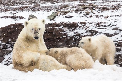 svalbard polar bear expedition in early summer arctic wildlife tours