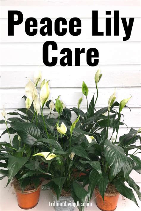 Peace Lily Easy To Grow Indoors Trillium Living Peace Lily Care