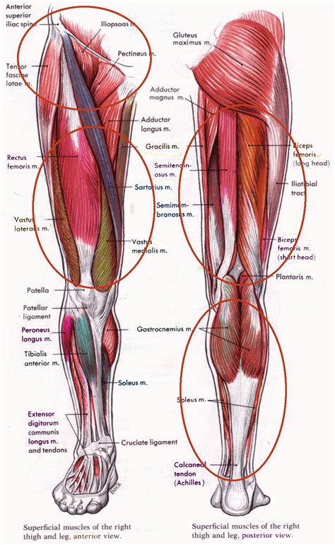 Hamstring And Quadriceps Google Search Muscles Anatomy Pinterest
