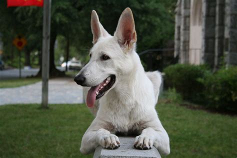 White German Shepherd All The Facts About This Magnificent Breed