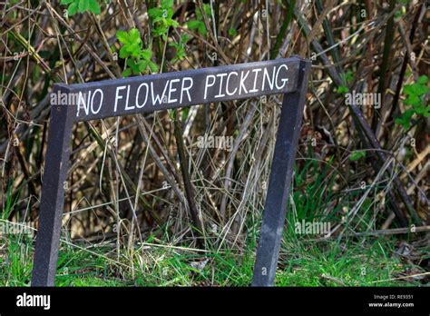Wooden No Flower Picking Sign Stock Photo Alamy
