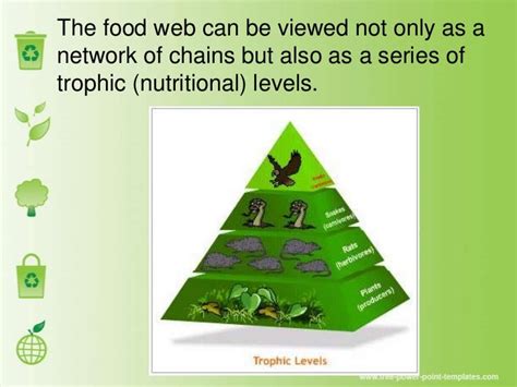 Food chain foodweb