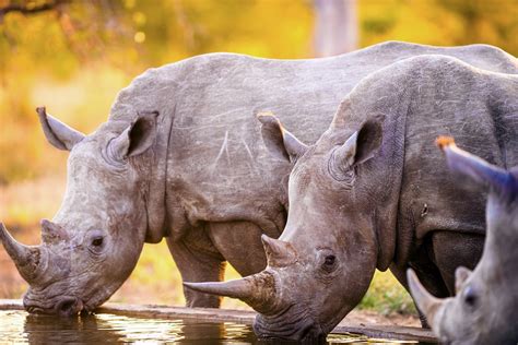 يتحدث الفيديو عن حيوان وحيد القرن و بعض المعلومات التي قد لا تكون سمعت عنها من قبل كالحراس. وحيد القرن بات قاب قوسين أو أدنى من الانقراض | ShareAmerica