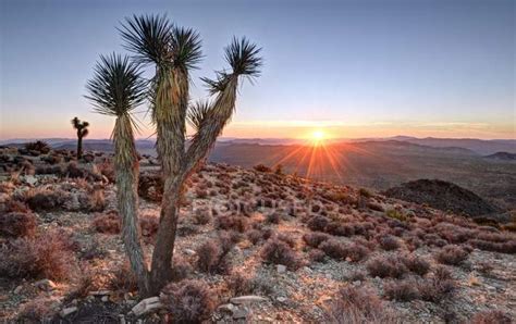 Scenic View Of Joshua Tree Sunrise Atop Ryan Mountain California