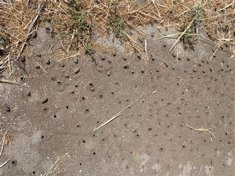 Ground Dwelling Bees A Day On Santa Cruz Island Justslm Flickr