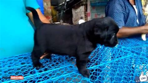 There are no golden puppies. ENERGETIC LABRADOR BLACK & GOLDEN RETRIEVER PUPPIES AT ...