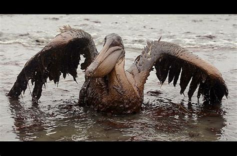 Victims Of The BP Oil Spill Photographer Charlie Riedel Discovered