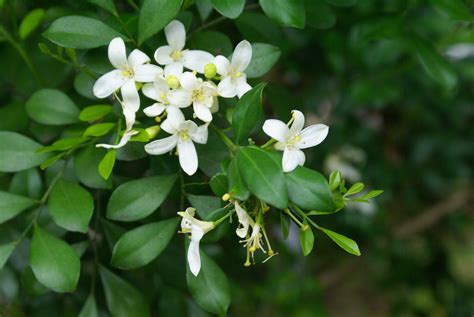 Murraya paniculata was first described and the name validly published by carl linnaeus but was revised and reclassified by william jack in 1820. File:Murraya paniculata flowers.JPG - Wikimedia Commons