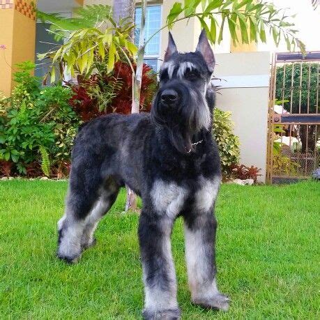 We did not find results for: Pin on Standard Schnauzer