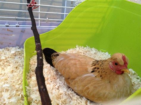 How Can You Tell The Gender Of A Chicken Backyard Chickens Learn How To Raise Chickens