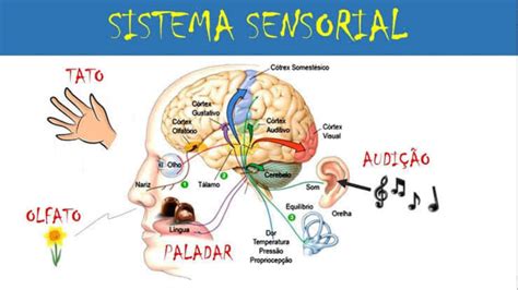 Sistema Sensorial Biof Sica