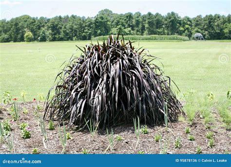 Pennisetum Vertigo Plant Stock Photo Image Of Grass 95878136