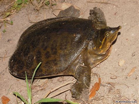 Florida Turtles Discover Herpetology
