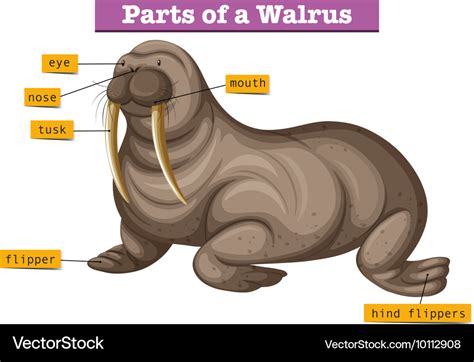 Diagram Showing Parts Of Walrus Royalty Free Vector Image