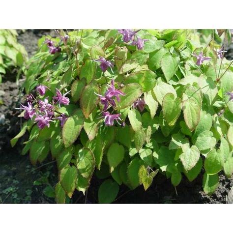 epimedium grandiflorum shiho plantes vivaces acheter des plantes en ligne