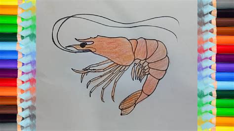 But the results depend on the artist's shading skills. How to Draw a Shrimp step by step | Drawings, Easy animal ...