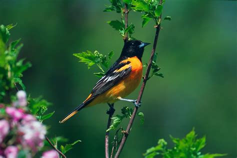 Endangered New Jersey North American Bird Species Threatened By