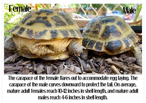 Sexing Your Russian Horsfieldtortoise Tortoise Turtle Russian