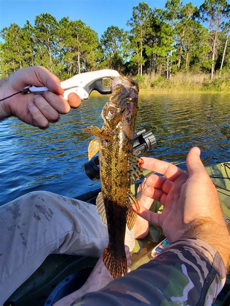 Caught A Rare Florida Big Mouth Sleeper Goby Also Called A Spotted