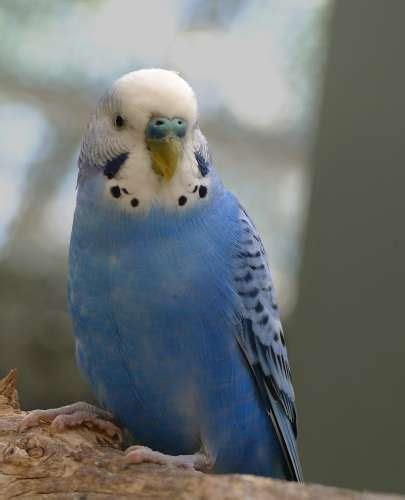 A Beautiful Blue Parakeet Parakeet Paradise Training Breeding