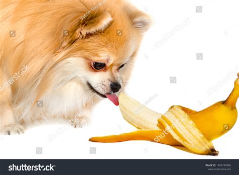 Pomeranian Eats Banana Dog Eating Fruit Stock Photo 1897740346