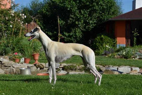 Creme Fraiche Of Gentle Mind Whippets From The Pond