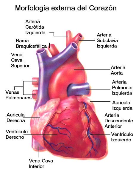 Anatomia Del Corazon Casoenfermerias Blog
