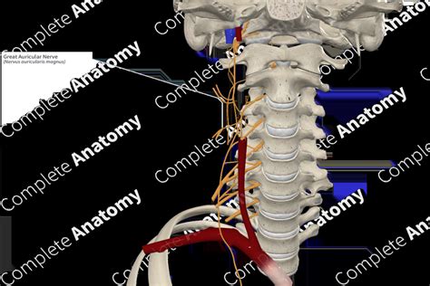 Great Auricular Nerve Complete Anatomy