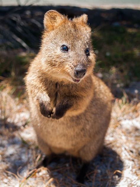 10 Of Australias Cutest Animals Quokka Cute Animals Quokka Animal