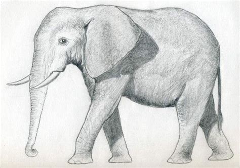 Elephant Drawings 15 Free Printable Jpeg Png Format Download