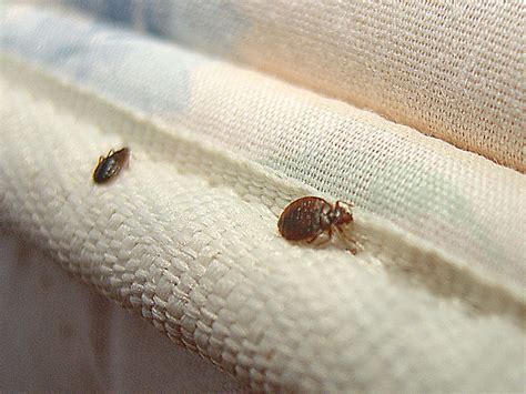 Signs Of Bed Bug Infestation Natpe Market Be Nutrition Wealthy