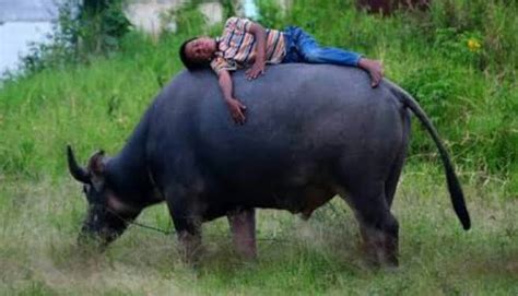 Kerbau Dalam Tradisi Masyarakat Banten