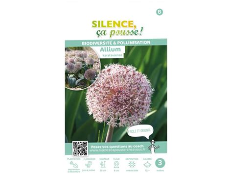 Allium Karataviense Silence A Pousse