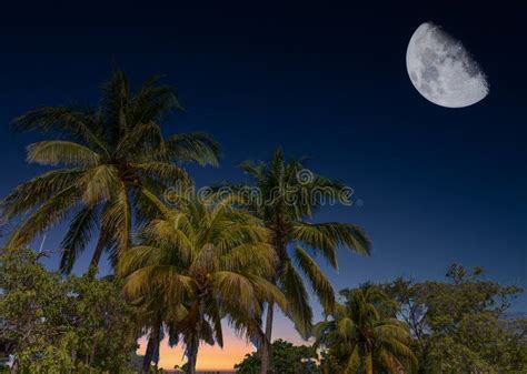 Palm Trees Against Night Sky Stock Image Image Of Relaxation Idyllic