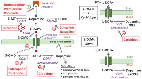 However, dopamine can't be given directly, as it can't enter your brain. pd_pathways_targets  Pharmwiki