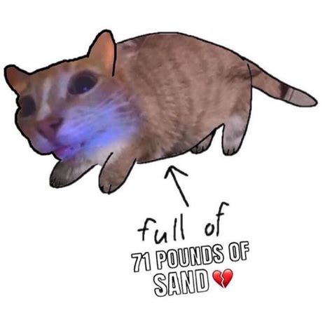Full Of 71 Pounds Of Sande Full Of Soup Cat Know Your Meme