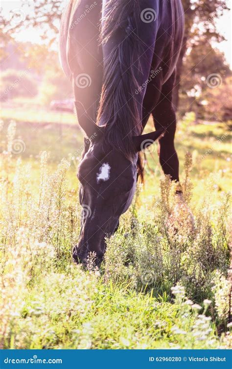 Black Horse Grazing On Summer Pasture Stock Photo Image Of Landscape